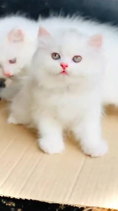 (Persian female kitten) (for sale all) (Pakistan delivery available)