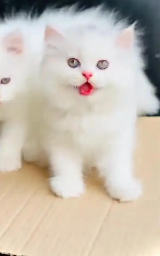 (Persian female kitten) (for sale all) (Pakistan delivery available) — photo 2