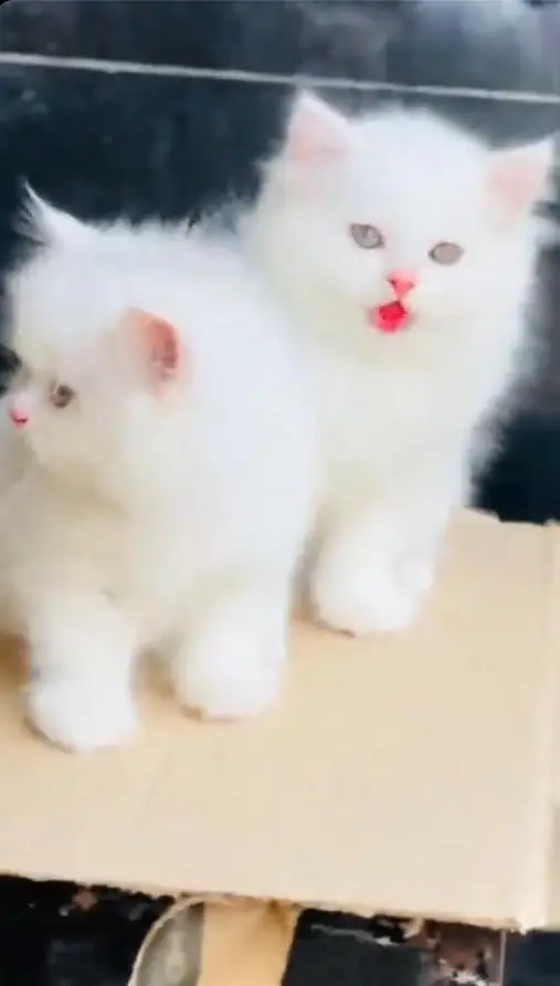 (Persian female kitten) (for sale all) (Pakistan delivery available) — photo 3