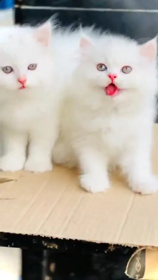 (Persian female kitten) (for sale all) (Pakistan delivery available) — photo 4