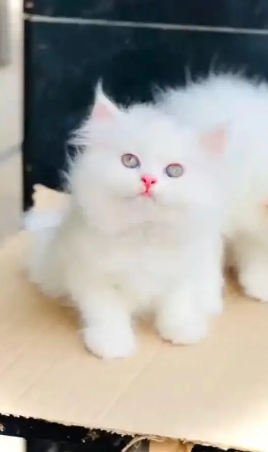 (Persian female kitten) (for sale all) (Pakistan delivery available) — photo 9