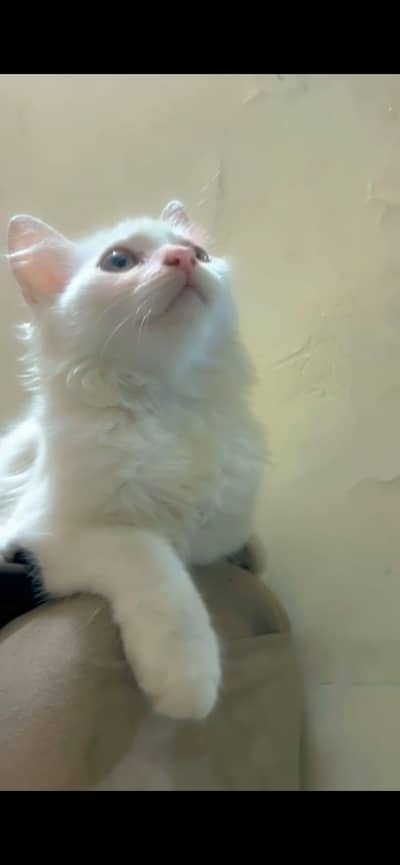 White babies kitten
