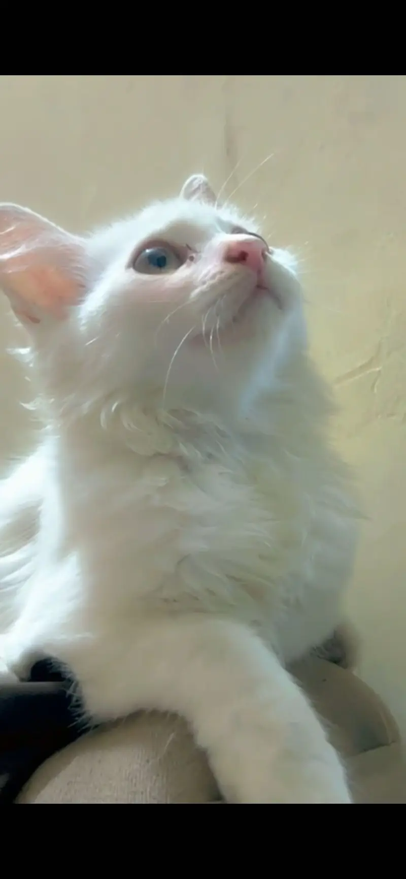 White babies kitten — photo 2