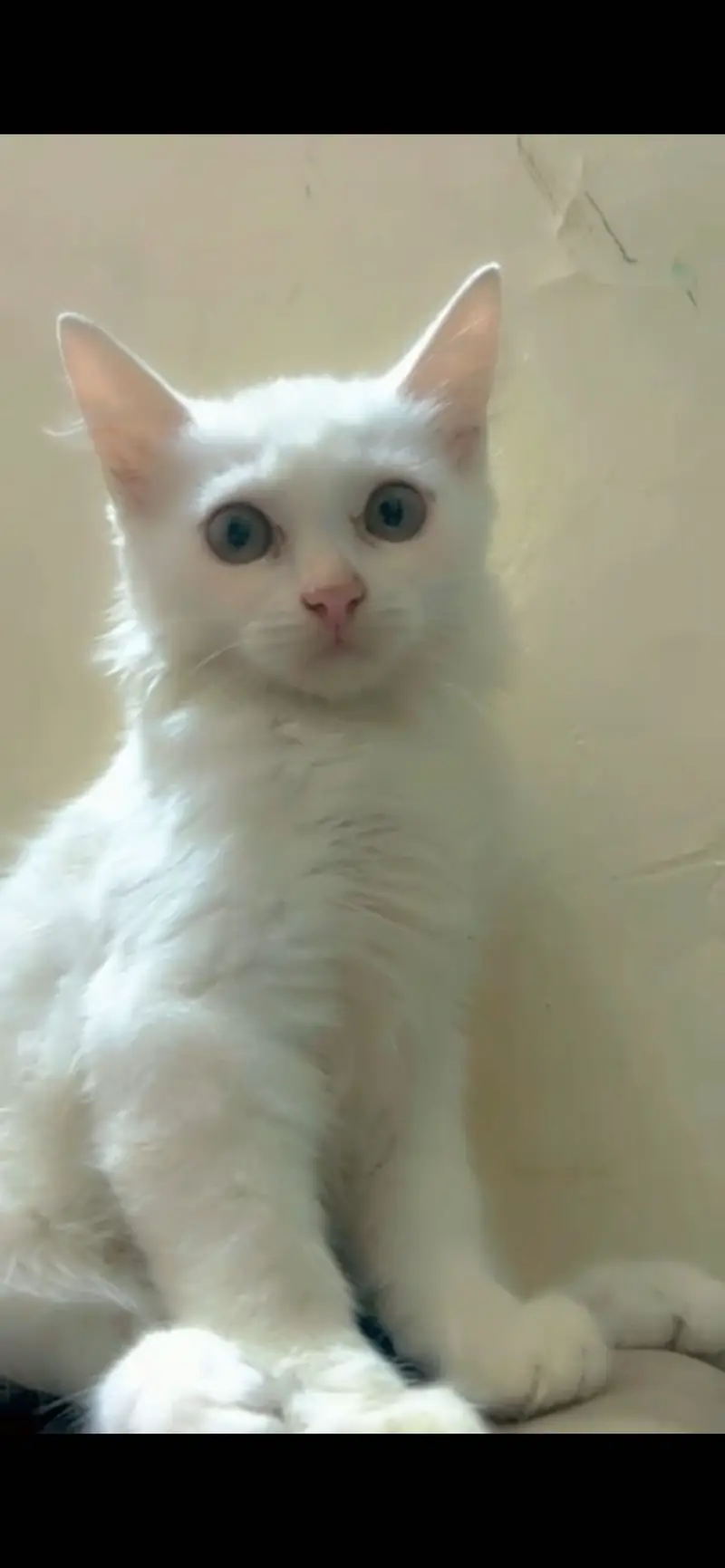 White babies kitten — photo 3