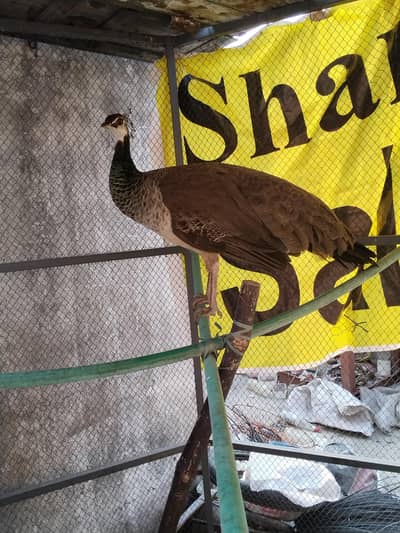 healthi peacock