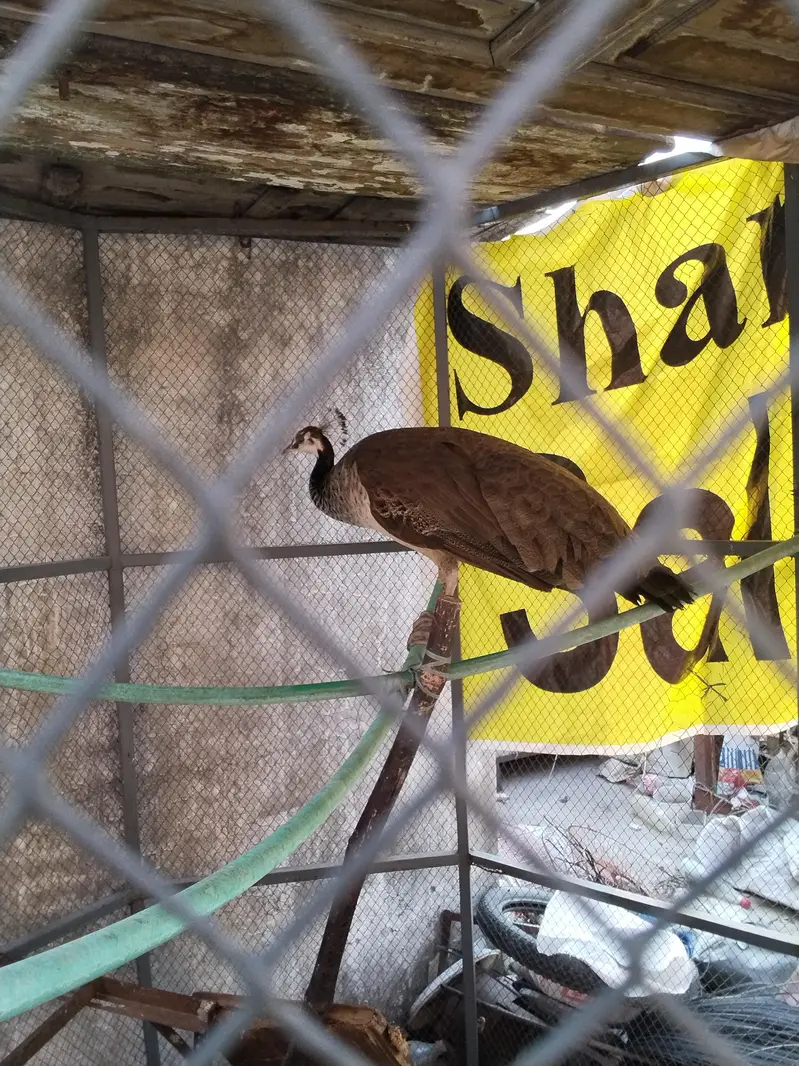 healthi peacock — photo 2