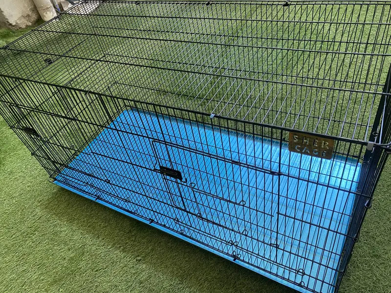 Brand New Cage — photo 3