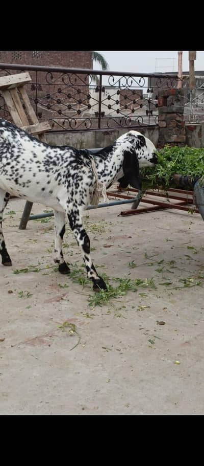 bakrii female active