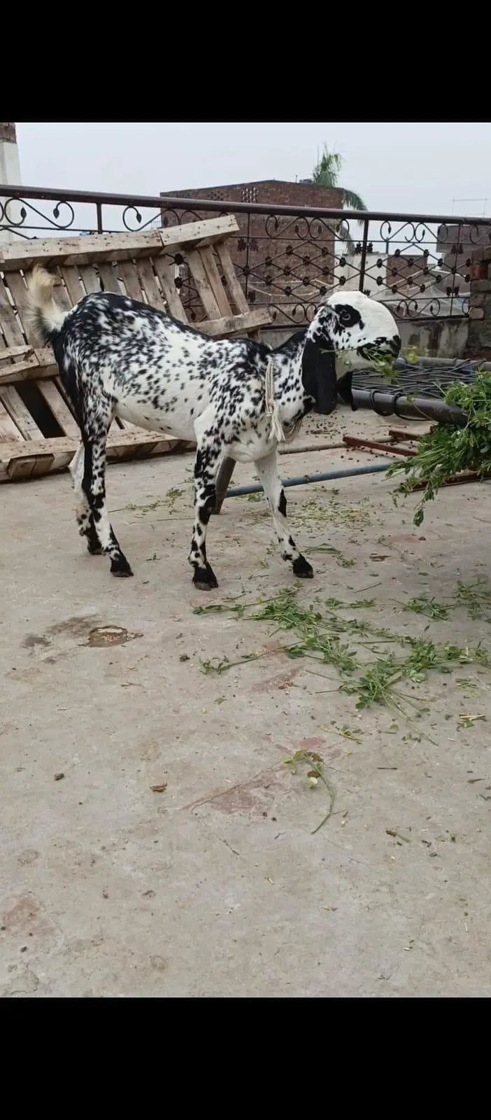 bakrii female active — photo 2
