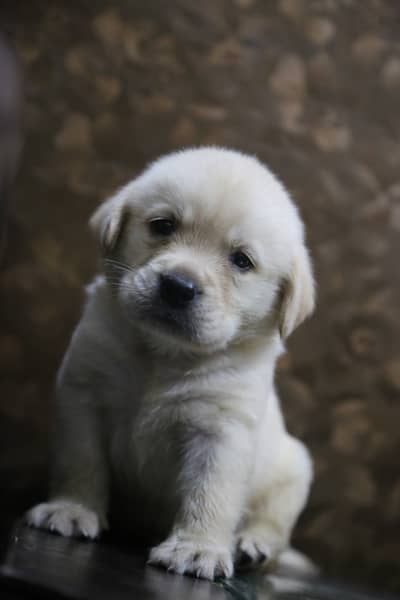 labrador pedigree microchip   imported Bloodline puppy 03014615555