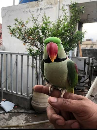 Kashmir Raw Parrot  handtam