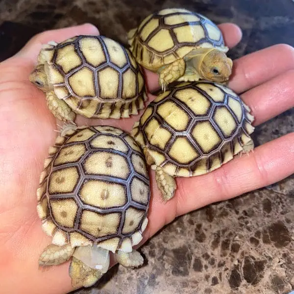african sulcata tortoise baby — photo 2