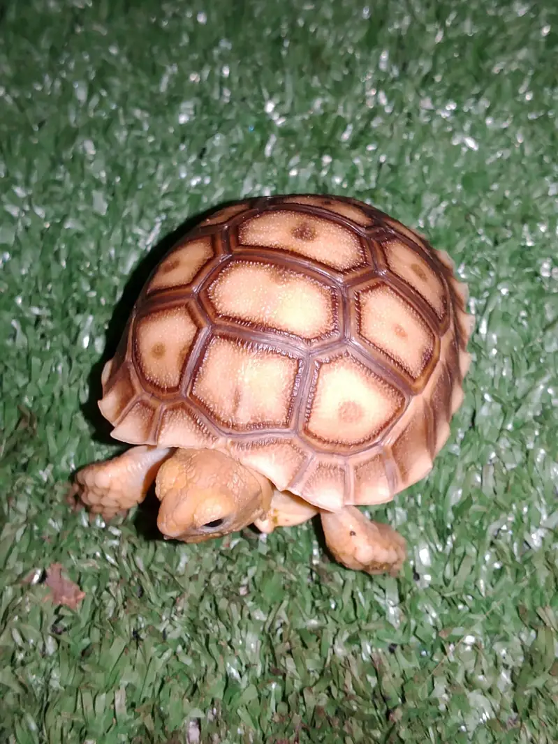 african sulcata tortoise baby — photo 3