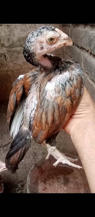 High Quality Aseel Chicks