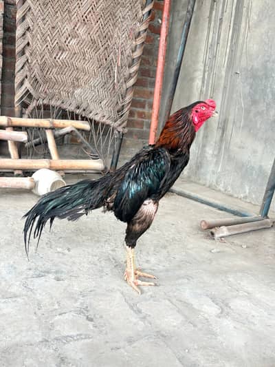 Pure Veitnam pair for sale