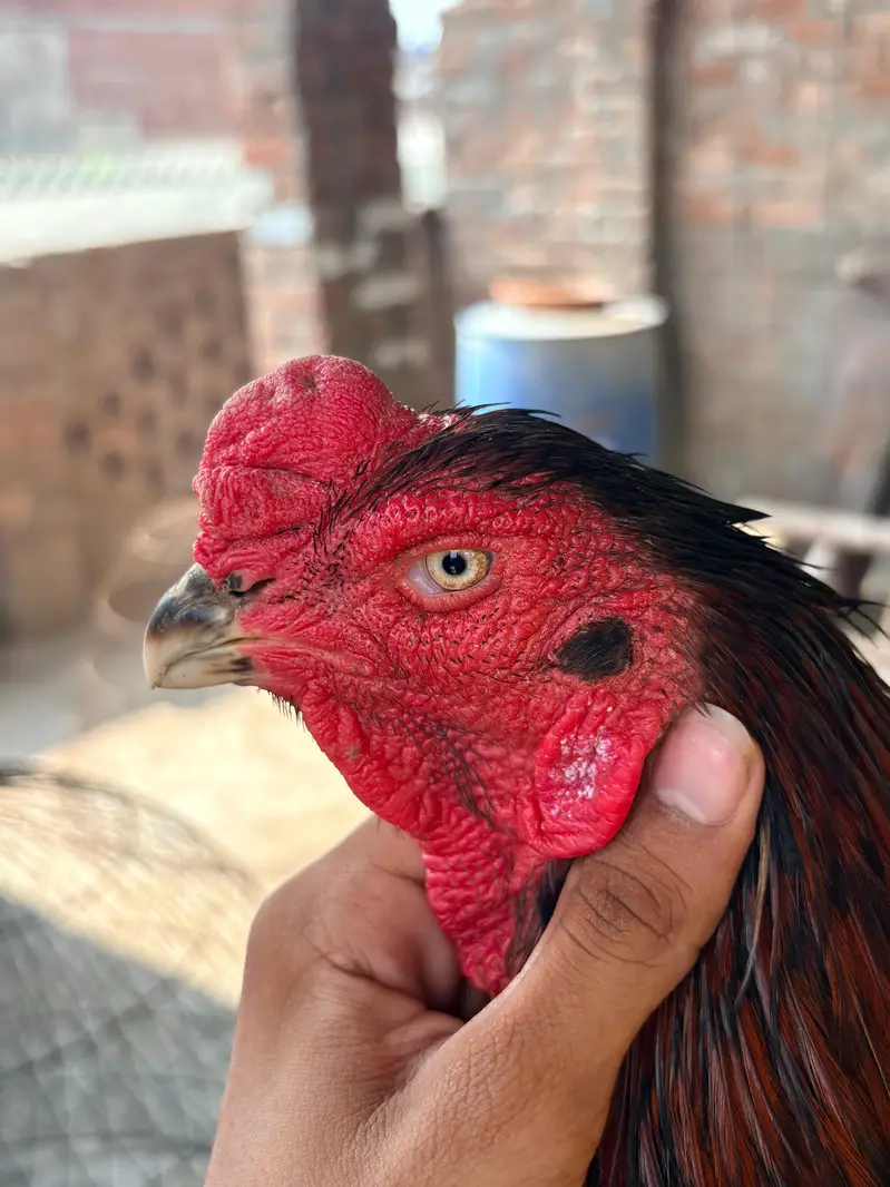 Pure Veitnam pair for sale — photo 2