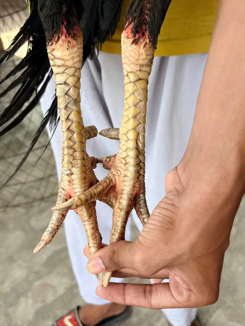 Pure Veitnam pair for sale — photo 3