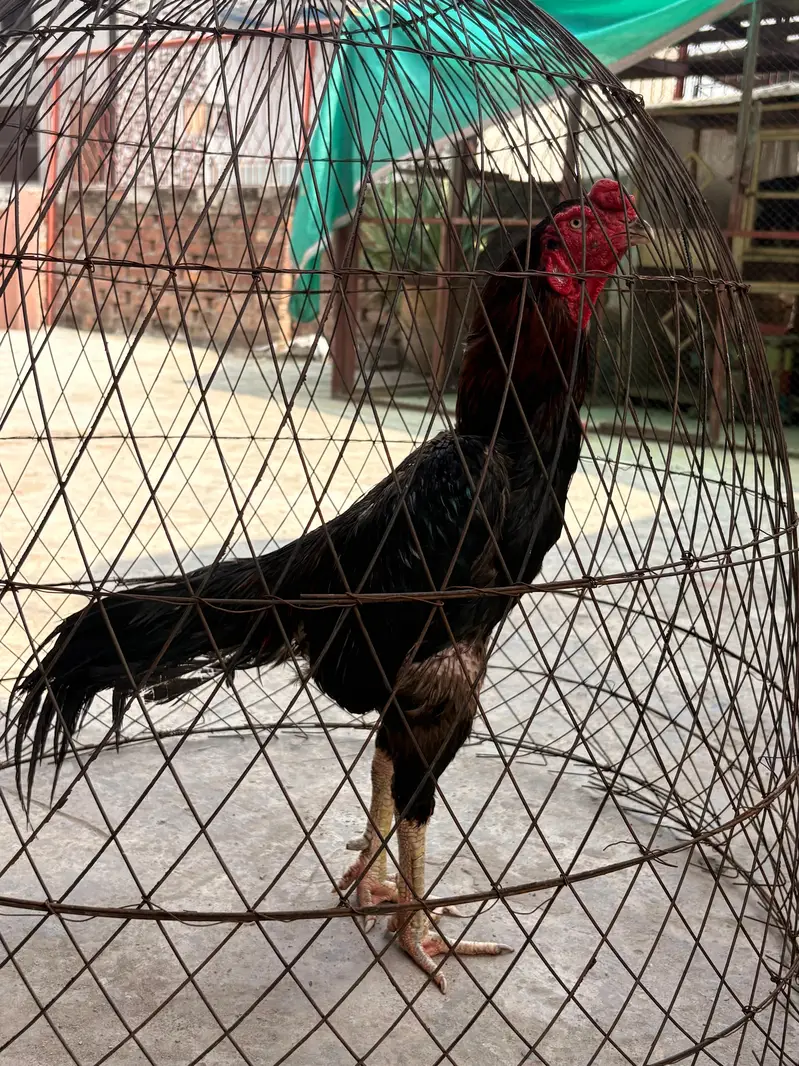 Pure Veitnam pair for sale — photo 4