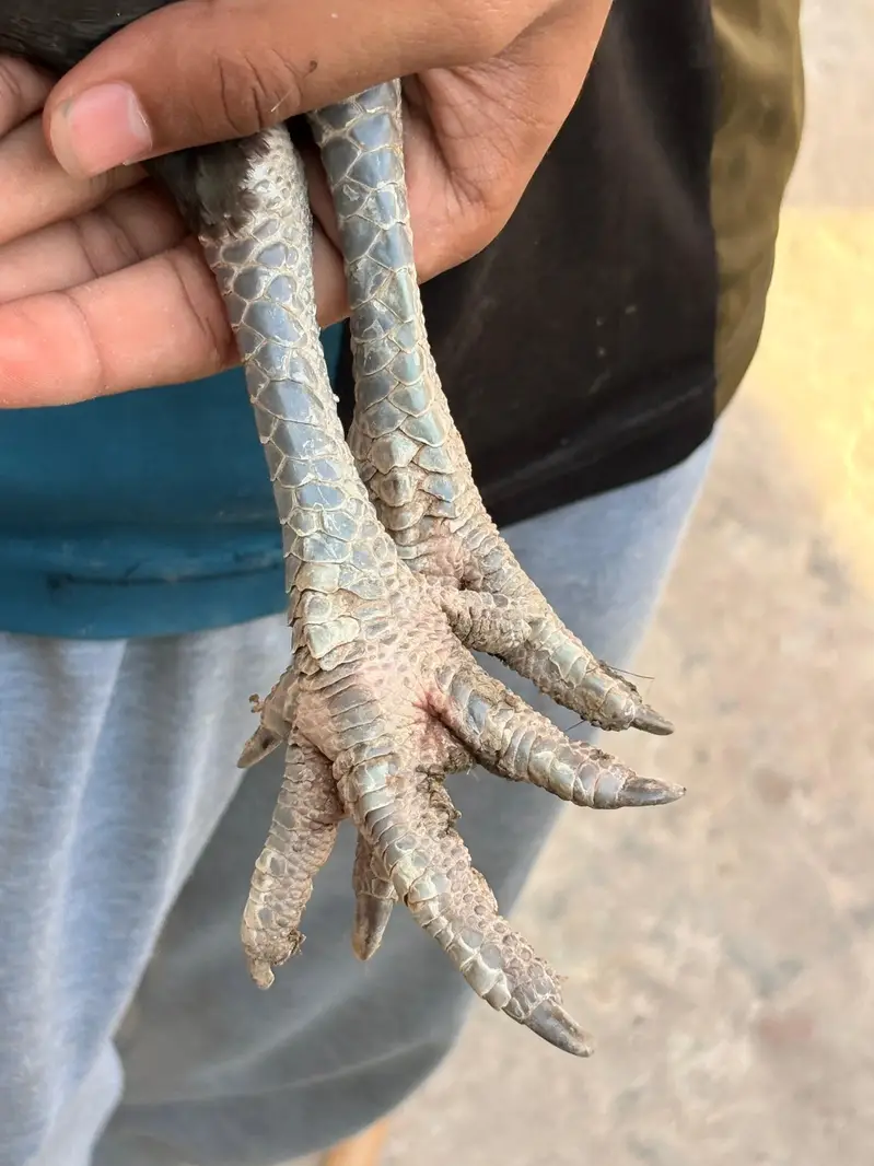 Pure Veitnam pair for sale — photo 8