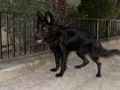 Long Coat German shephard female available
