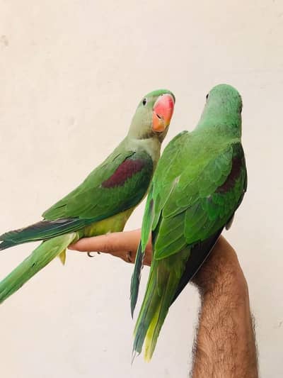 Jumbo size raw parrot self chicks
