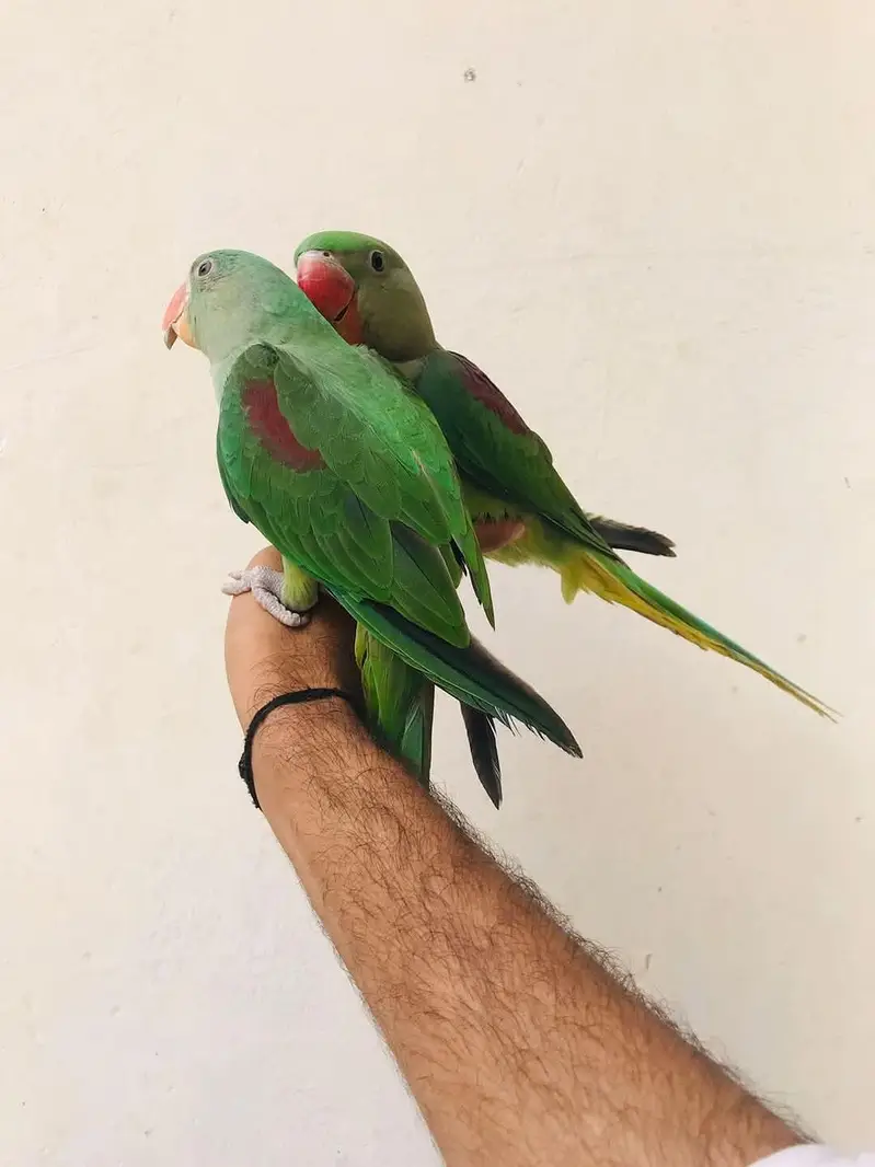 Jumbo size raw parrot self chicks — photo 2