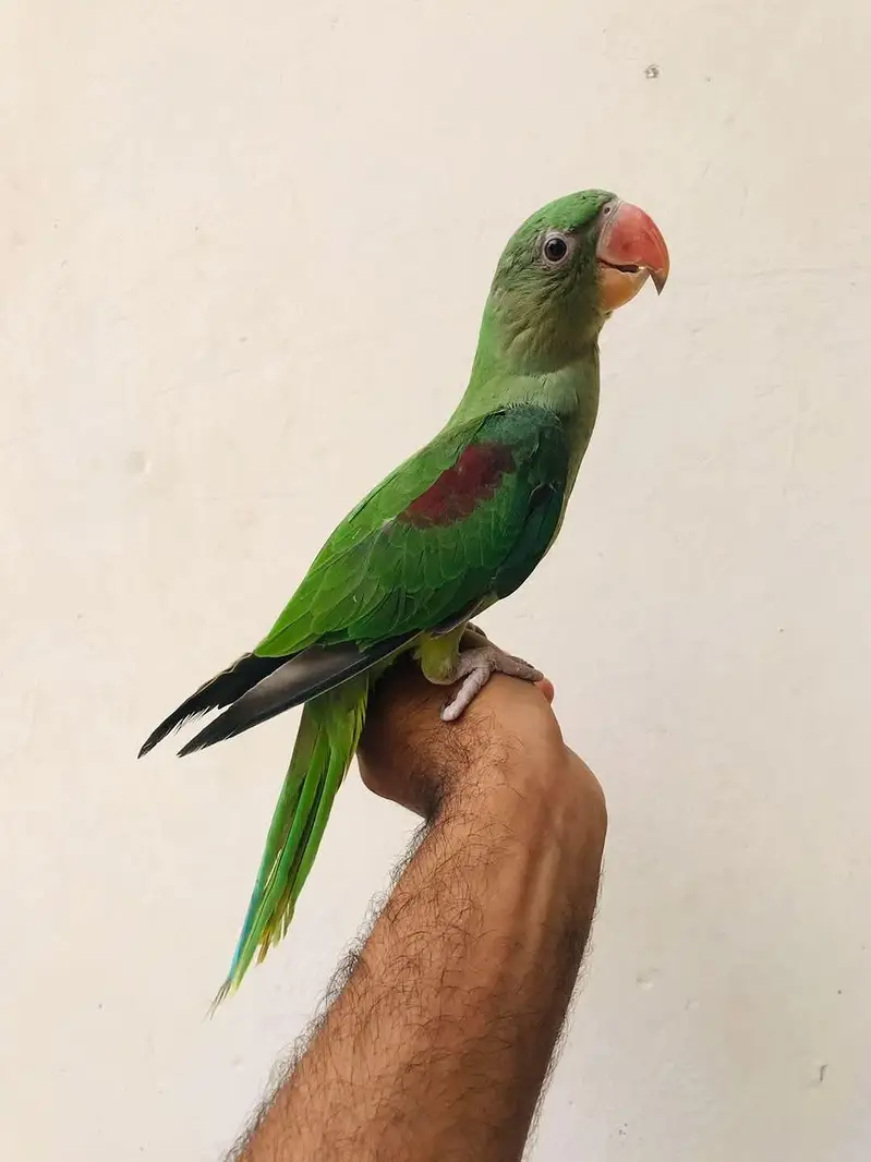 Jumbo size raw parrot self chicks — photo 3