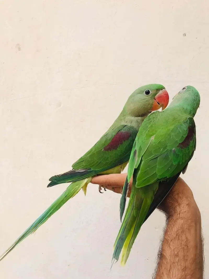 Jumbo size raw parrot self chicks — photo 4