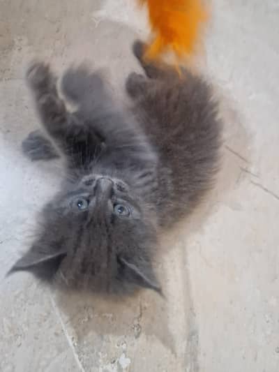 Persian kittens  0311215//9509