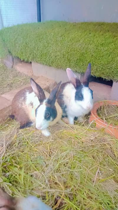 One Breeder Pair And Two Bunnies