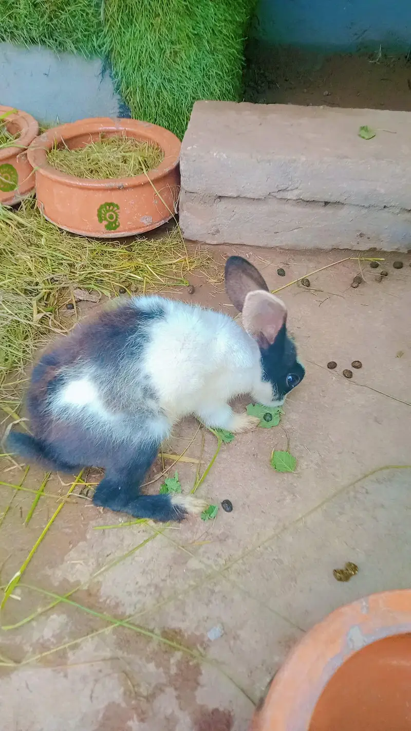 One Breeder Pair And Two Bunnies — photo 2