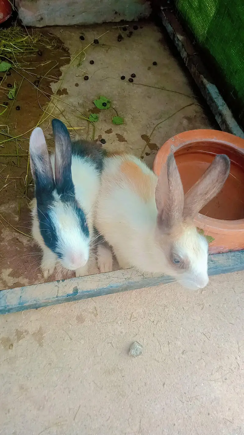 One Breeder Pair And Two Bunnies — photo 3