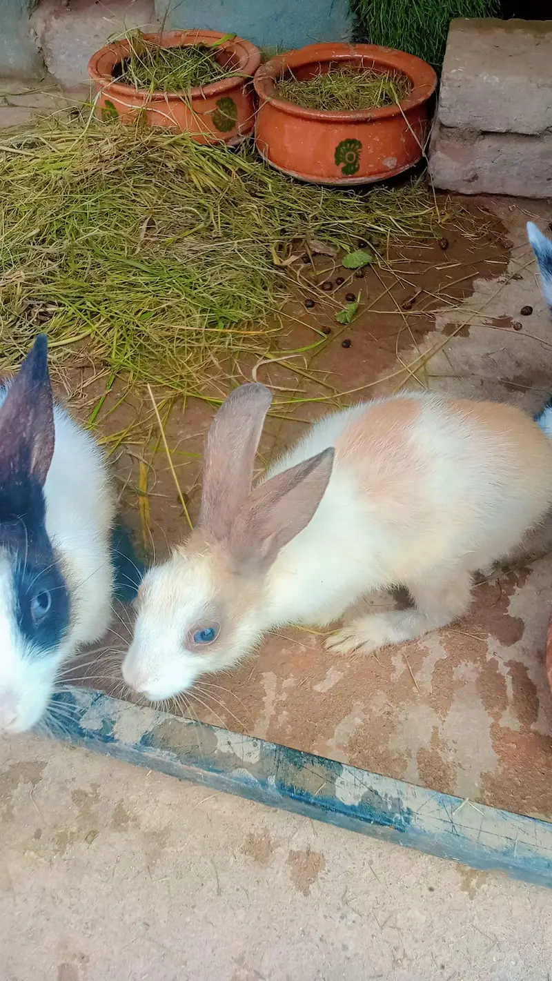 One Breeder Pair And Two Bunnies — photo 4