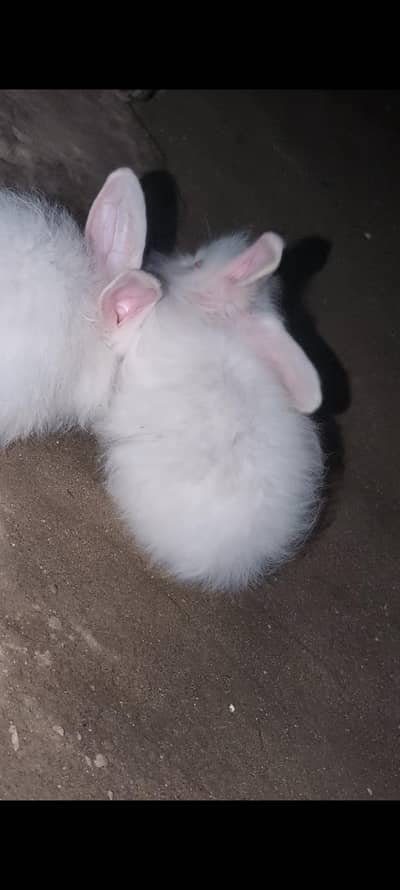 angora