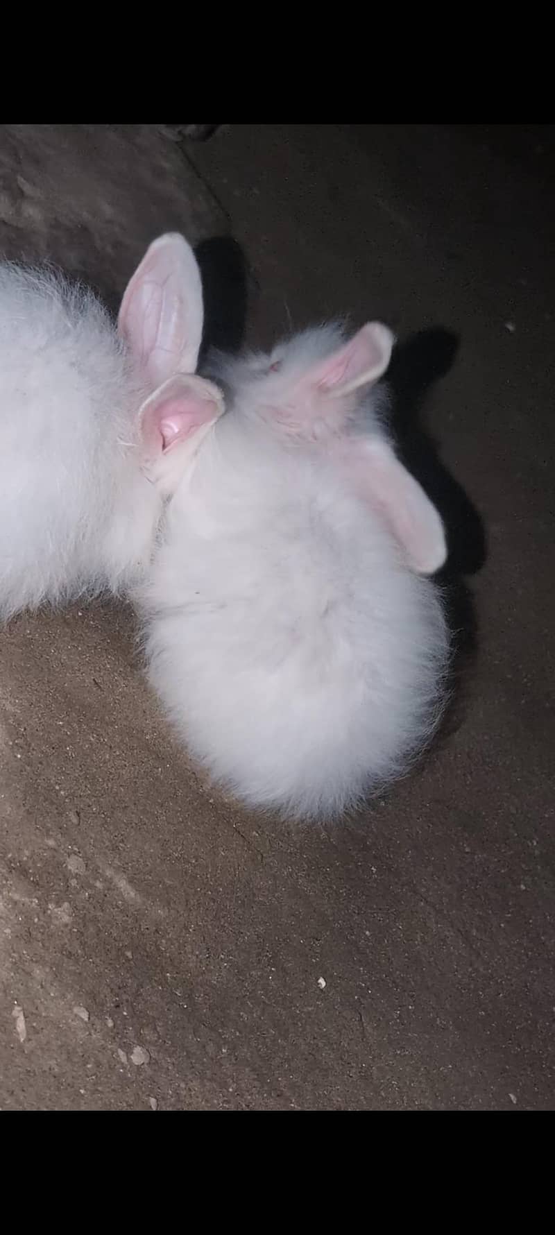 angora 0