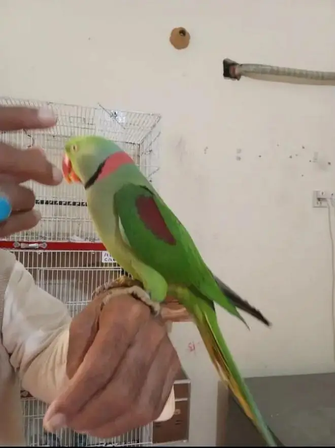 Raw Parrot  handtam bolata bhi hai argent sel — photo 3