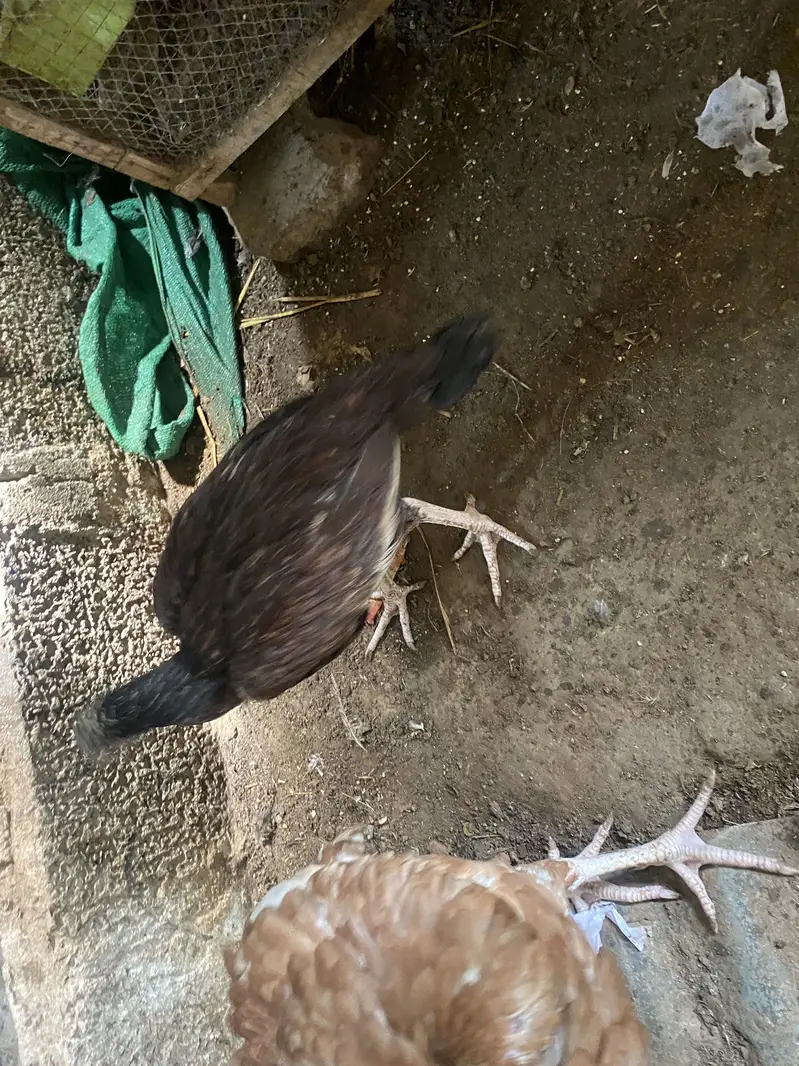 Aseel Madi — photo 3