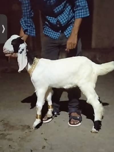 MASHALLAH Qurbani 2027 male for sale.