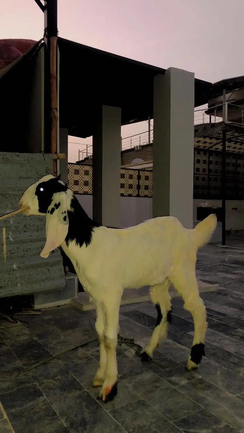 MASHALLAH Qurbani 2027 male for sale. — photo 4