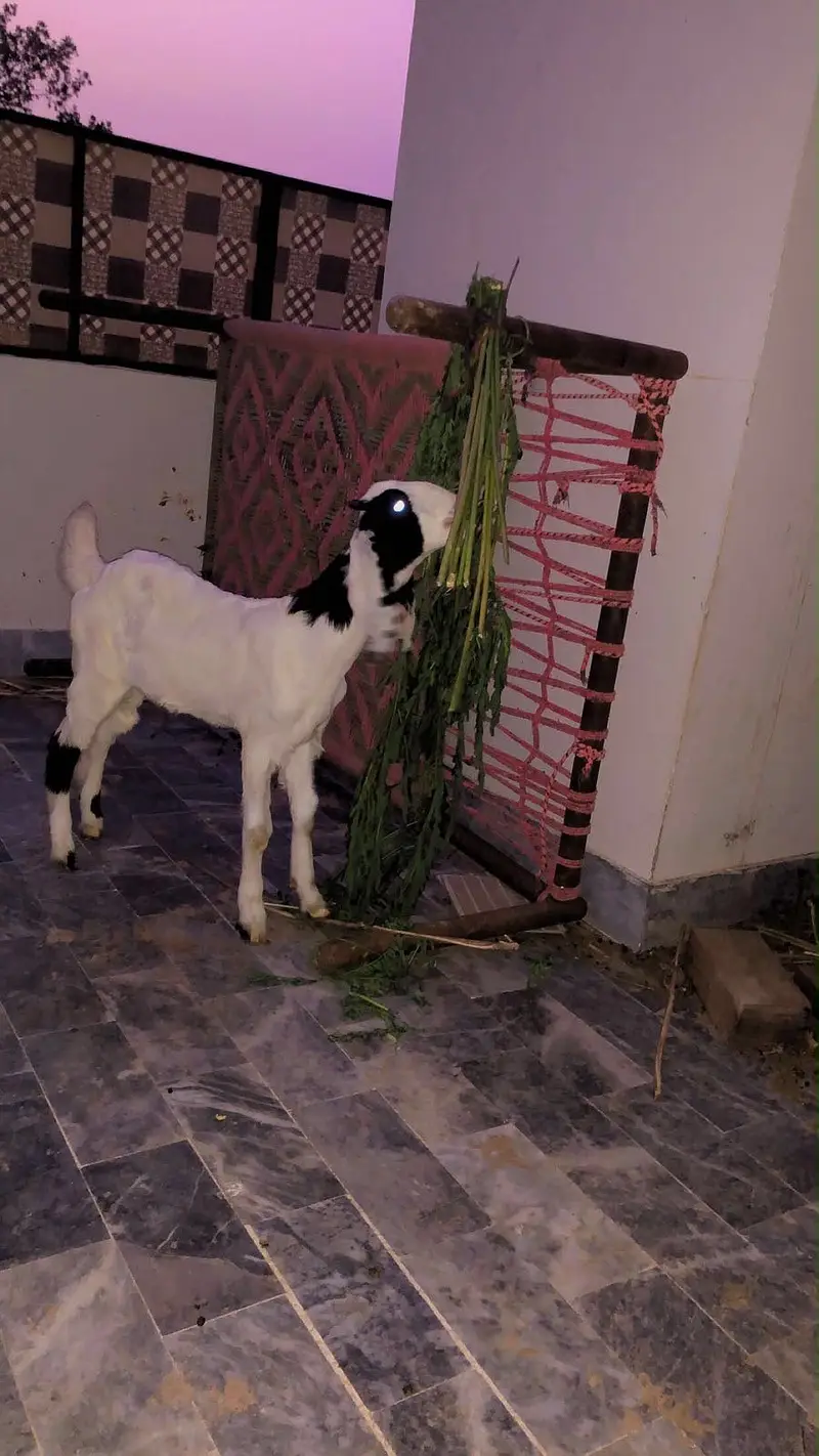 MASHALLAH Qurbani 2027 male for sale. — photo 5
