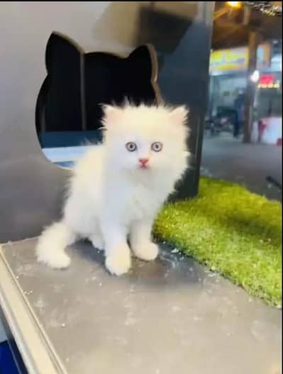(Persian female kitten) (for sale all) (Pakistan delivery available)