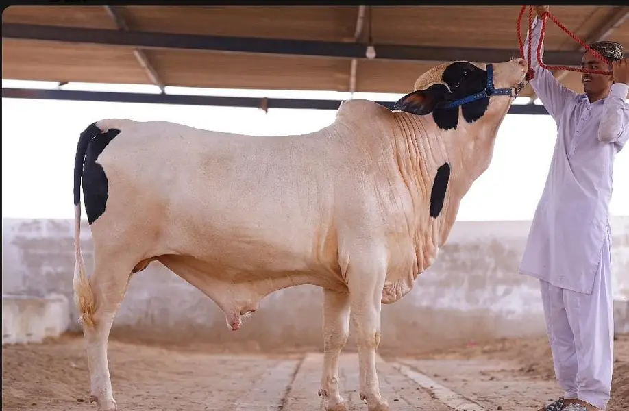 bull | bachra | Qurbani 2027 | ablak | Cholistani | Palai Services — photo 2