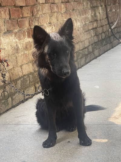 Long Coat German shephard female for sale