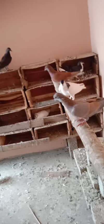 pigeon baby sale