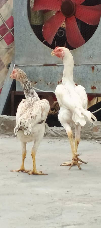 Aseel shamo ptha , Thai cross ,Aseel Murgi (mianwali breed)