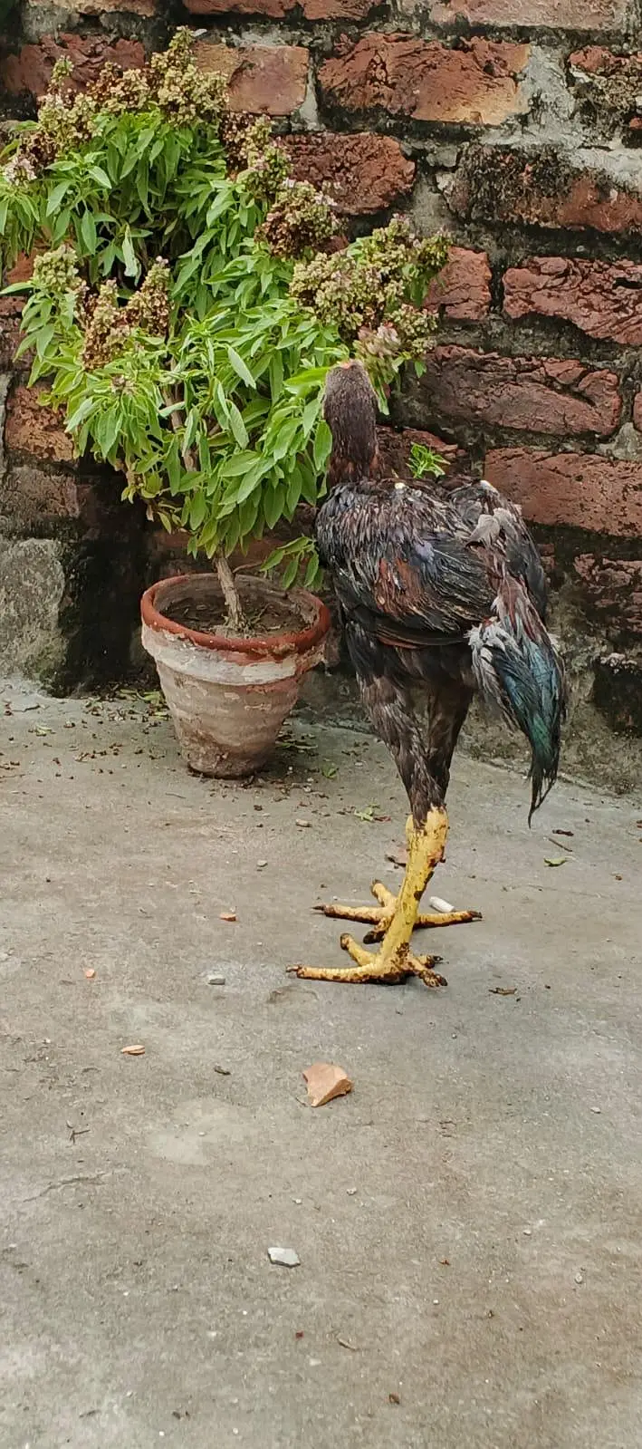 Aseel shamo ptha , Thai cross ,Aseel Murgi (mianwali breed) — photo 2
