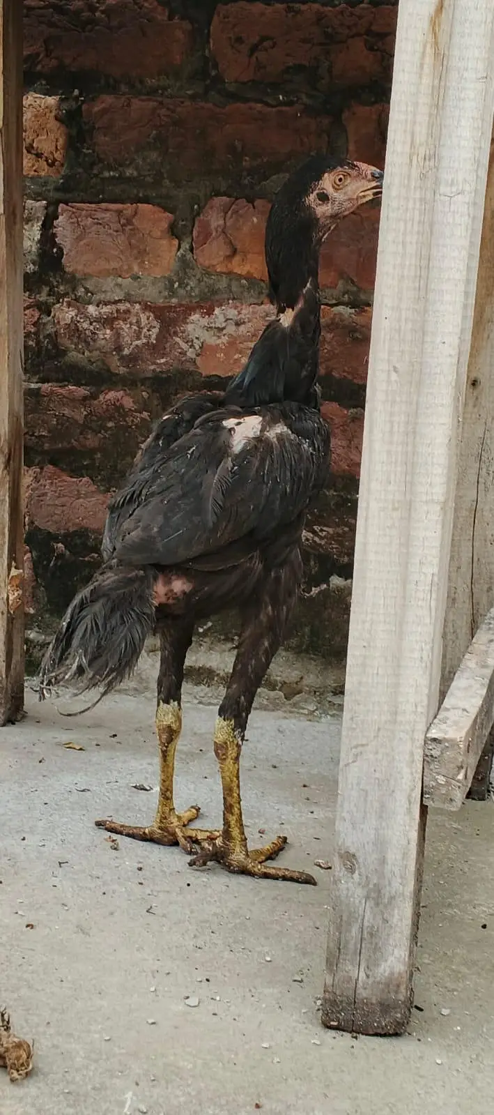 Aseel shamo ptha , Thai cross ,Aseel Murgi (mianwali breed) — photo 3