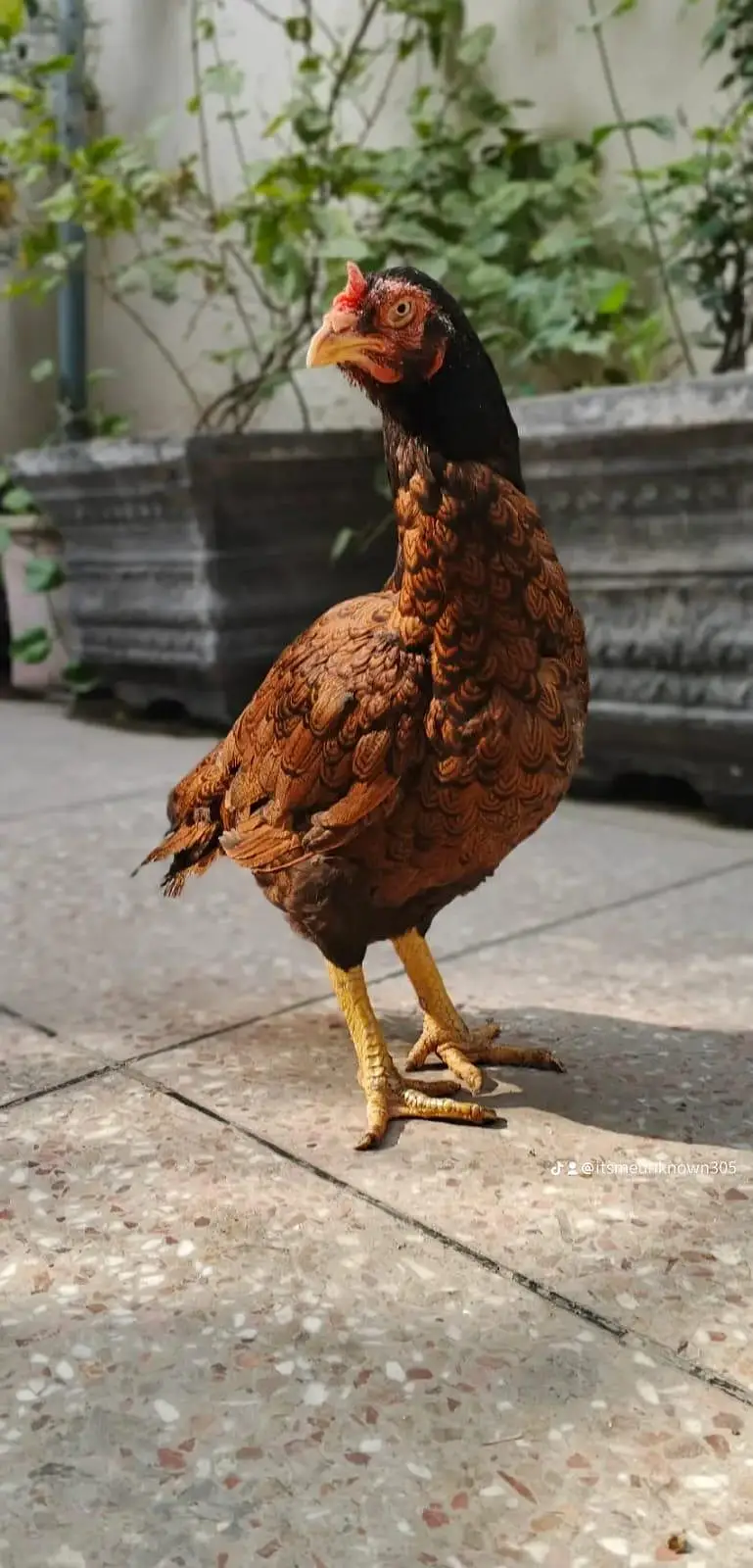 Aseel shamo ptha , Thai cross ,Aseel Murgi (mianwali breed) — photo 4