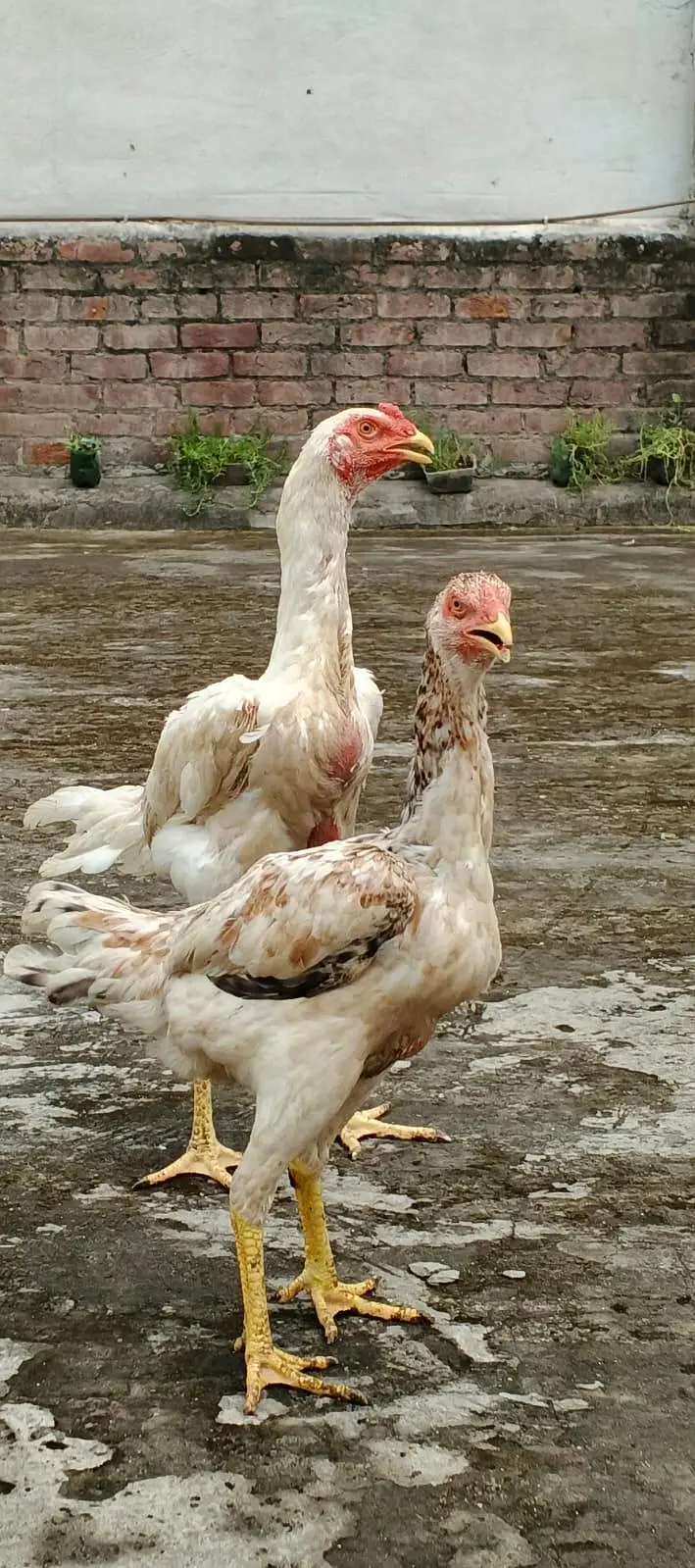 Aseel shamo ptha , Thai cross ,Aseel Murgi (mianwali breed) — photo 5