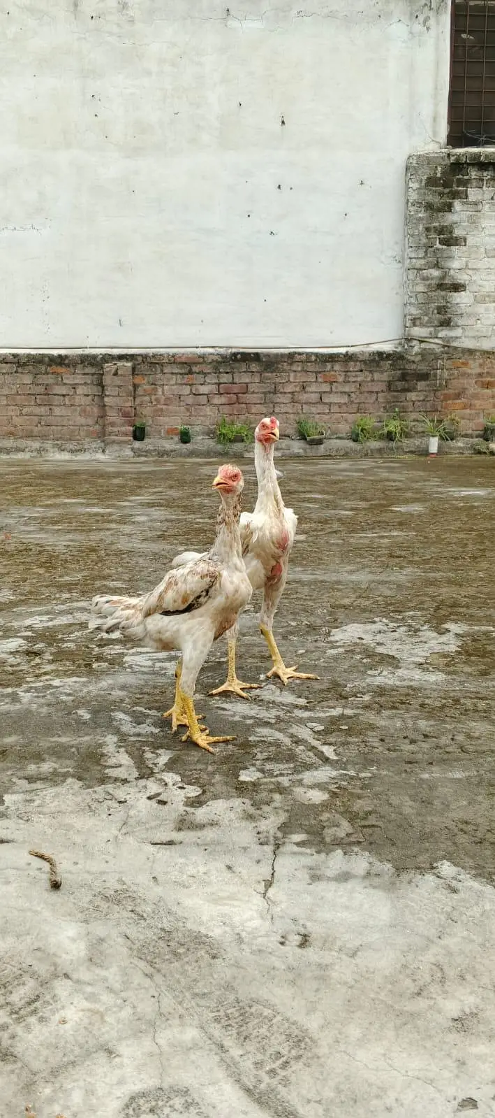 Aseel shamo ptha , Thai cross ,Aseel Murgi (mianwali breed) — photo 6